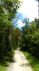 Bord de Seine en forêt de Fontainebleau